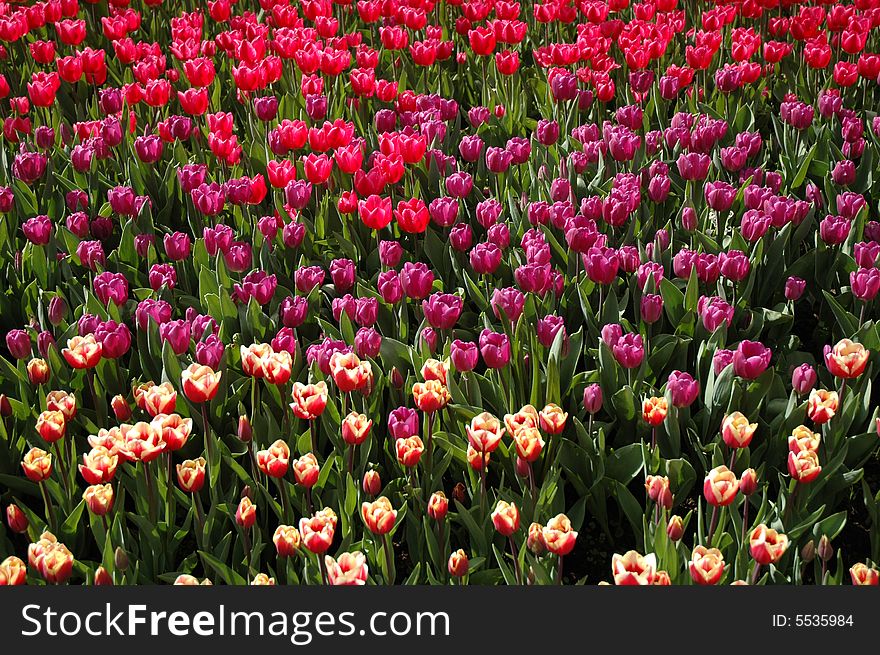 Tulips