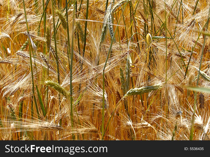 Wheat yellow field - farm texture. Wheat yellow field - farm texture
