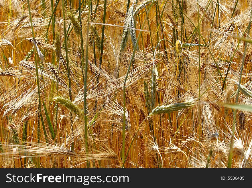 Wheat Field