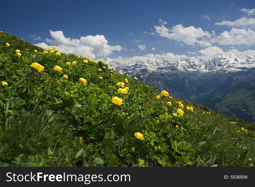 Alpine meadow, mountain background, Switzerland