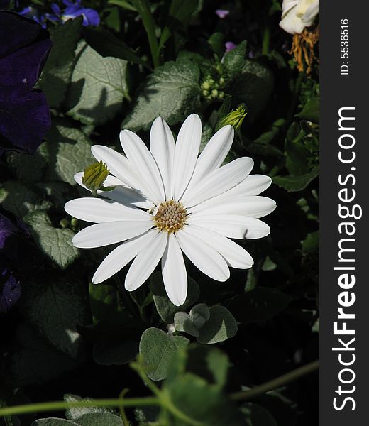 A beautiful summer white daisy in full bloom