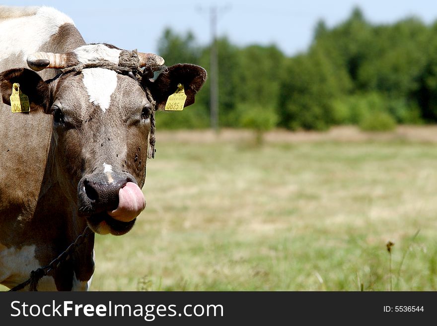 Cow On Open Field