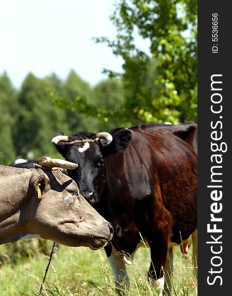 Farm scene - cows on open field