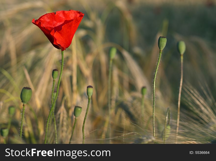 Beautiful red poppy on the wheat field