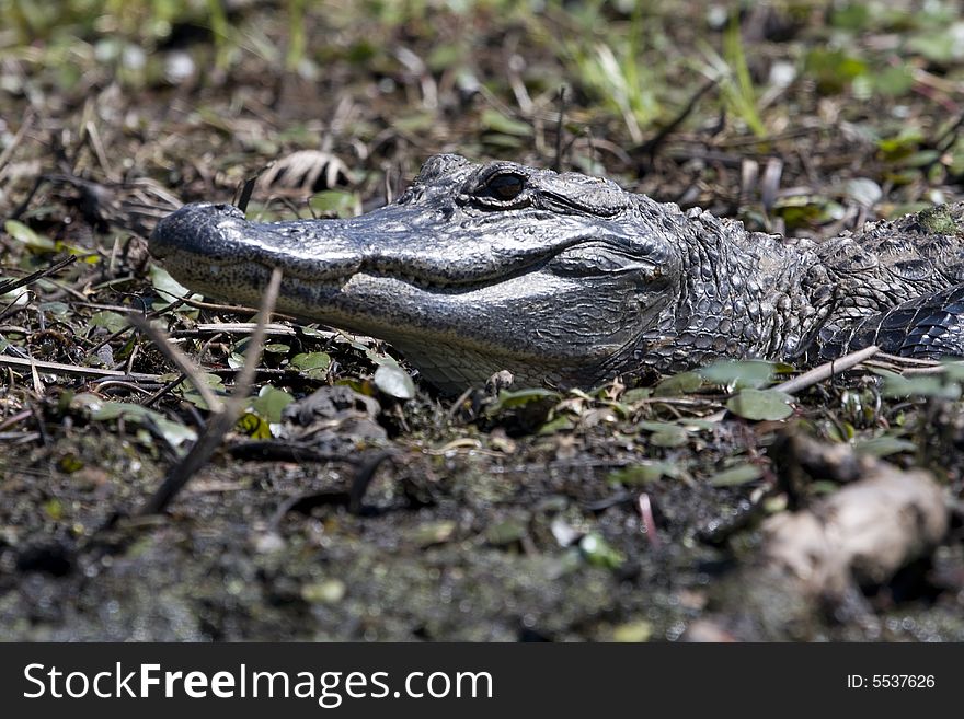 An alligator sunning on the banks of a lake in East Texas. An alligator sunning on the banks of a lake in East Texas.