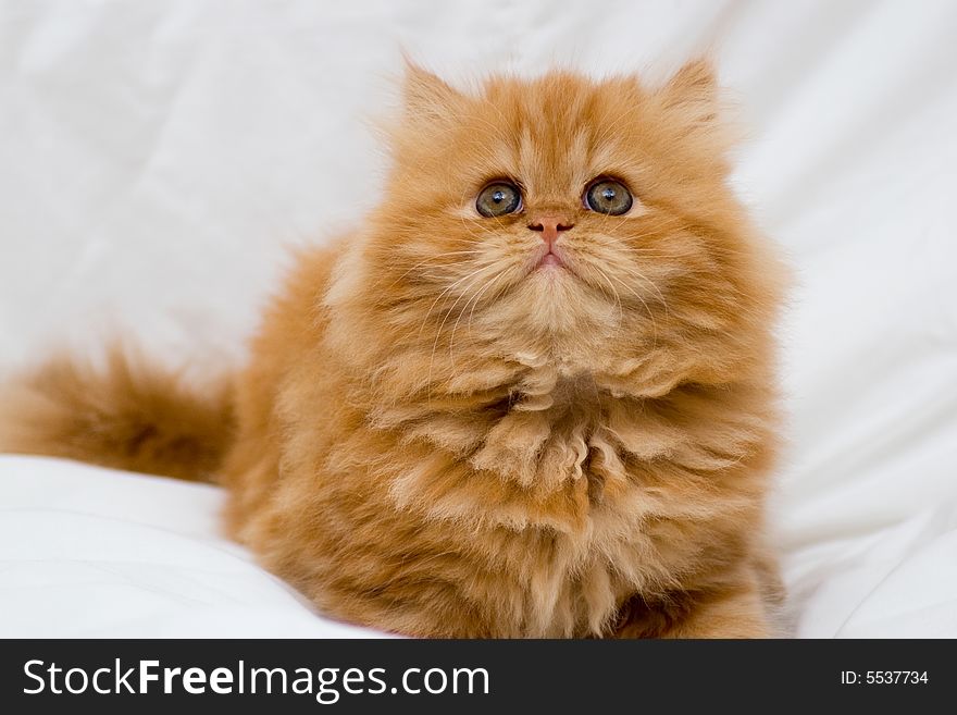 Persian kitten on a light background