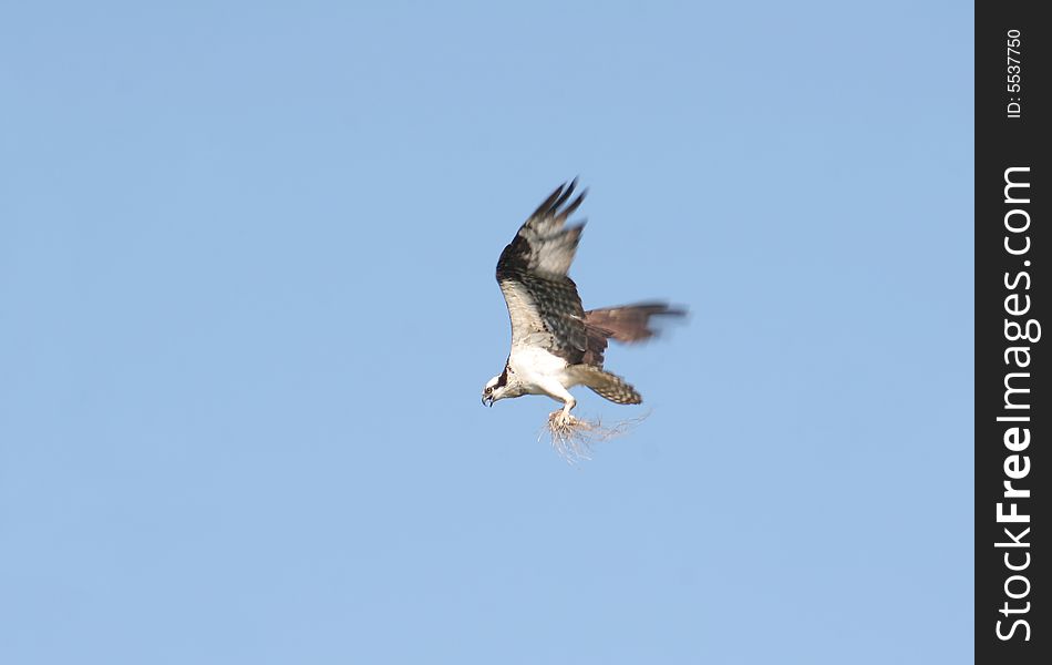 An osprey approaching her nest with some straw in her talons. An osprey approaching her nest with some straw in her talons