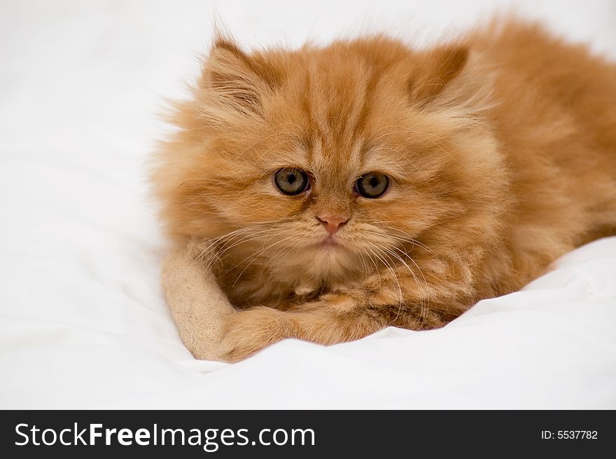 Persian kitten on a light background