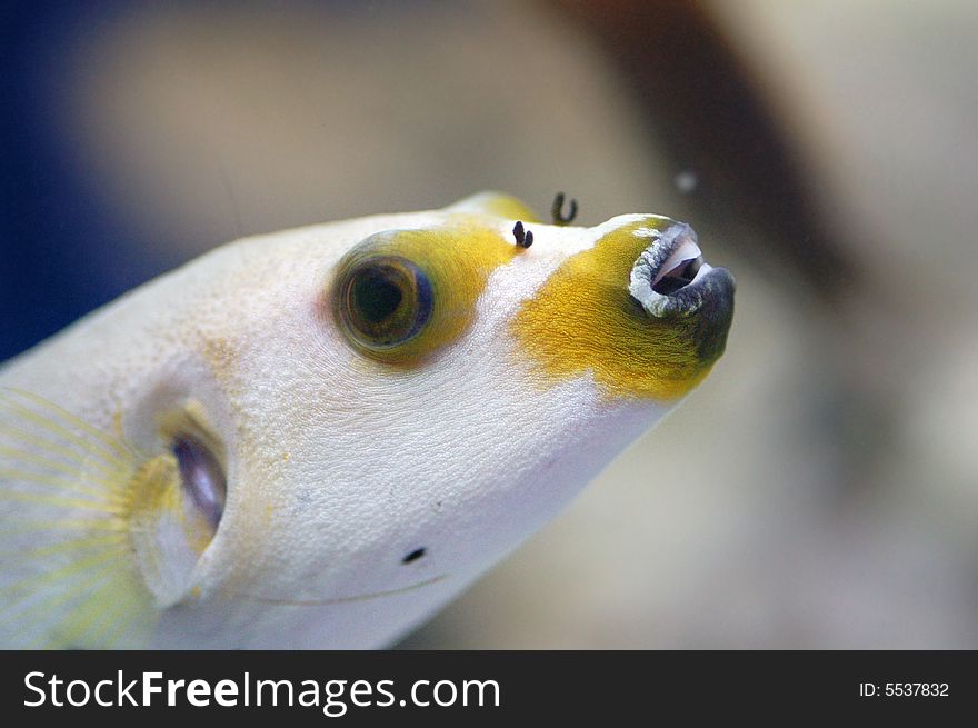 A white and yellow fish showing his teeth off. A white and yellow fish showing his teeth off.