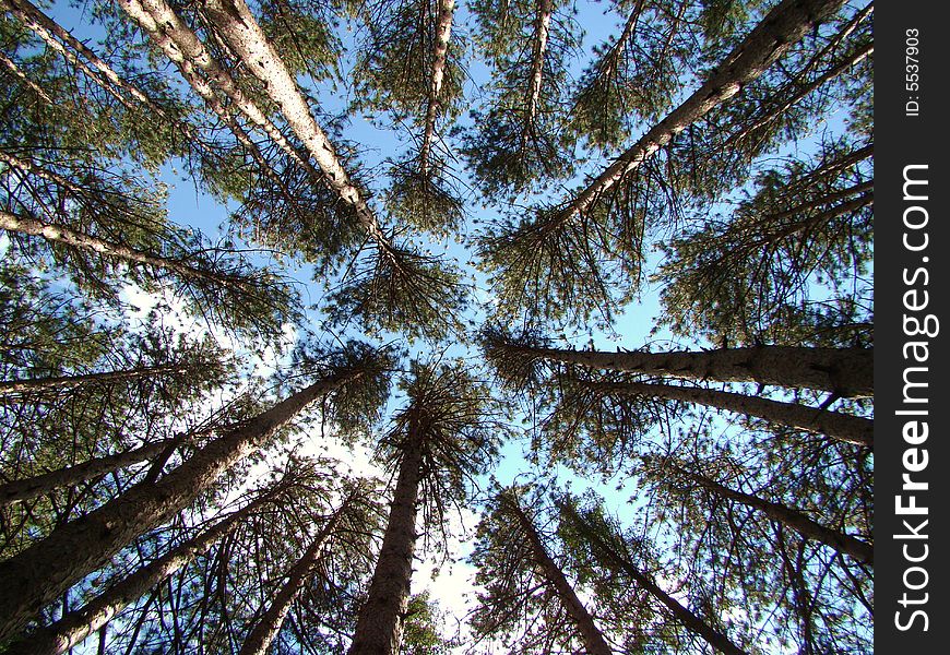 A view skyward in a grove of trees. A view skyward in a grove of trees