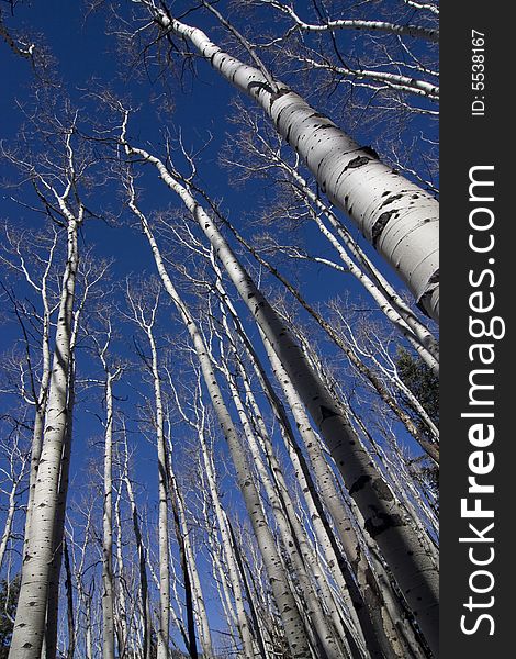 Aspen trees in the San Juan Mountains of southwest Colorado. Aspen trees in the San Juan Mountains of southwest Colorado.