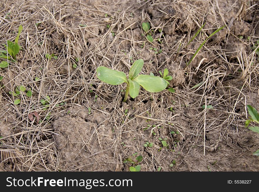 Sun flower sprout in the garden.