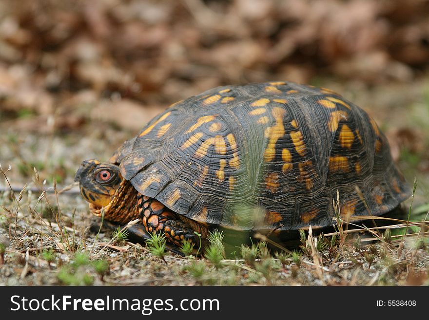 A close-up of a box turtle on the ground. A close-up of a box turtle on the ground.