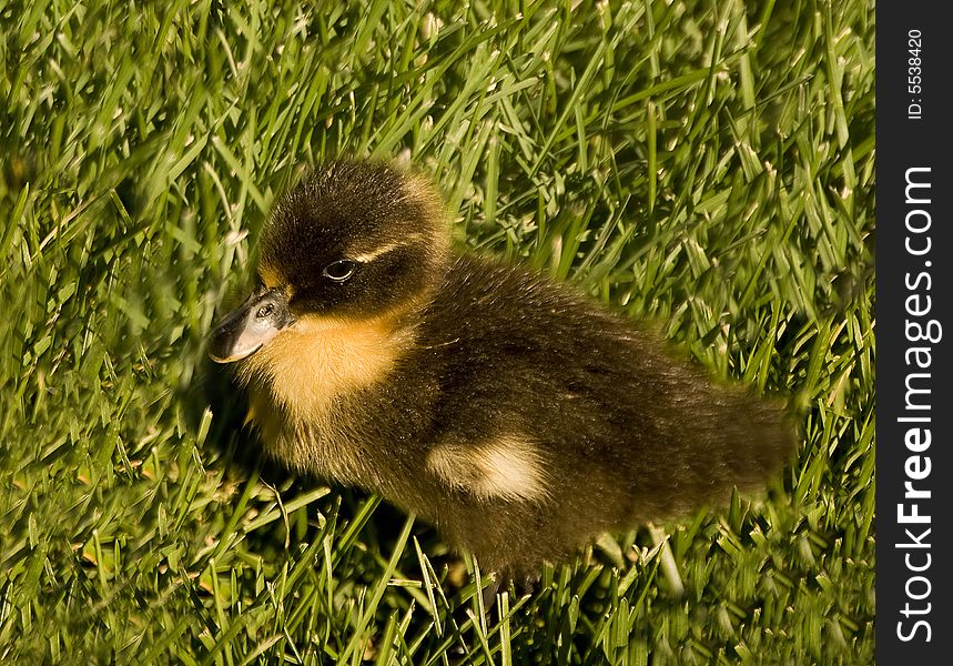 Absolutely adorable - a cute little baby duck. Absolutely adorable - a cute little baby duck.