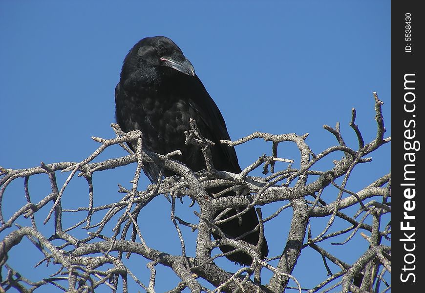Getting a thorough checking out from a raven in eastern Utah.