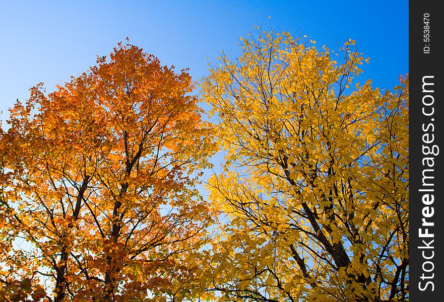 Beautiful autumn foliage on trees