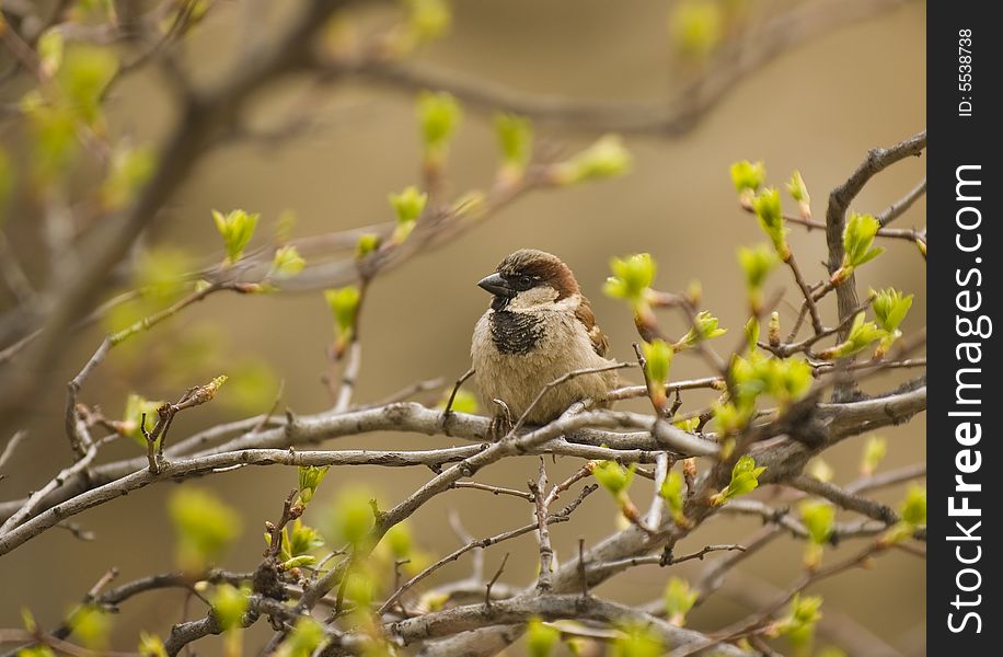 Sparrow bird sitting among branches. Sparrow bird sitting among branches.