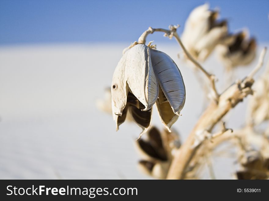 Flower of Yucca - White Dunes National Monument.