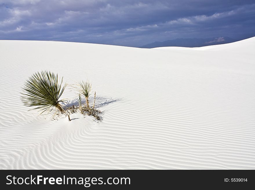 Morning in White Dunes National Monument - New Mexico.