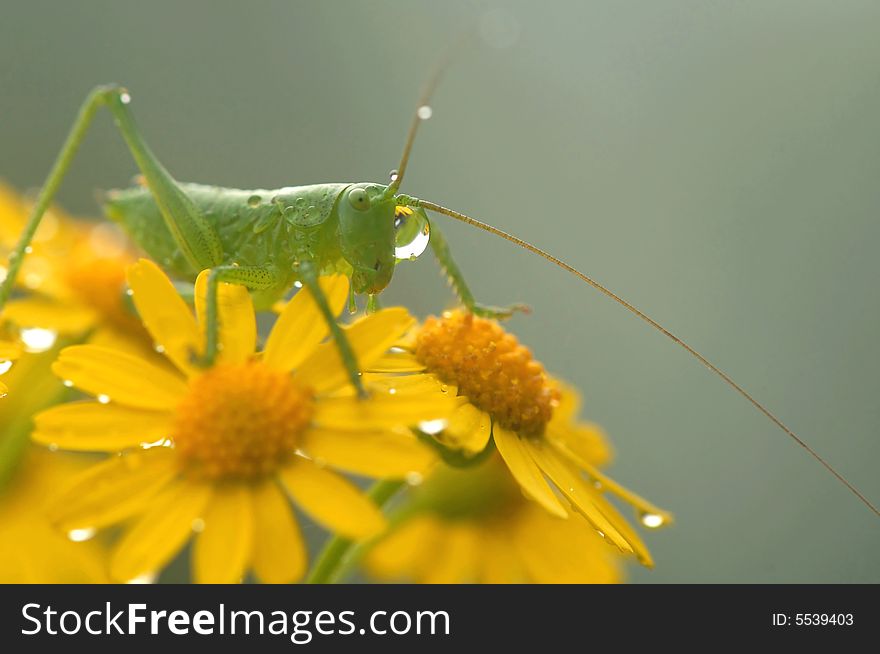 A Green Grasshopper