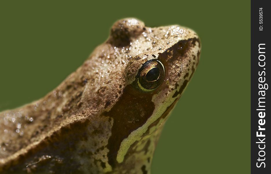 Head of the frog isolated on green closeup. Head of the frog isolated on green closeup