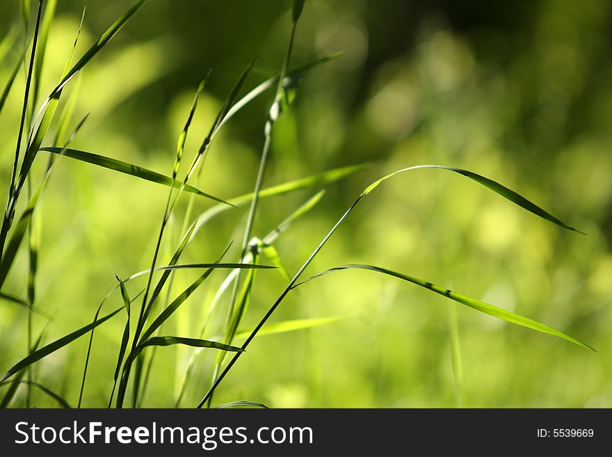 Close up green grass with blurred background. Close up green grass with blurred background