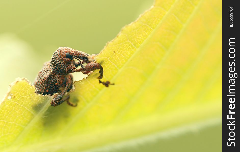 The beetle is eating its tree leaf interesting. The beetle is eating its tree leaf interesting