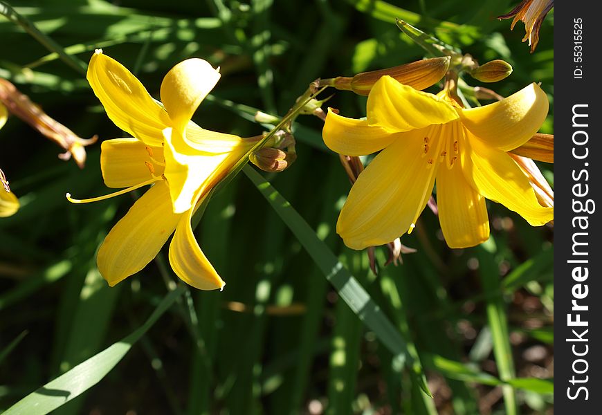 Plant from genus Hemerocallis. Blooms in june and july. Plant from genus Hemerocallis. Blooms in june and july