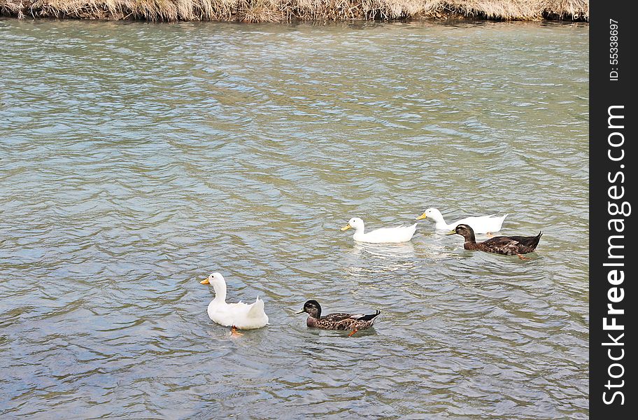 Ducks and geese 2