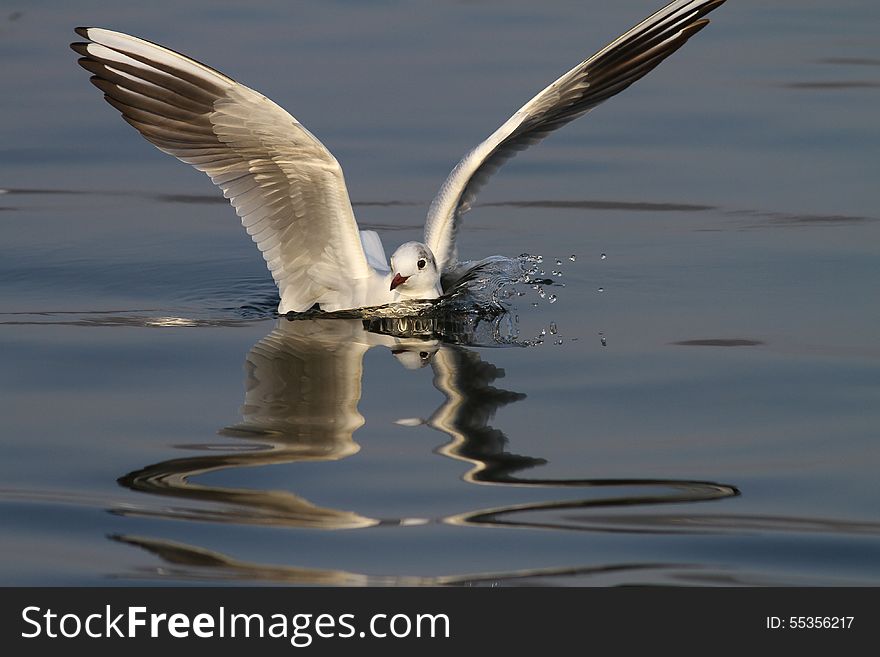 Common seagull splashing water as it lands with open wings reflected by the surface of the lake