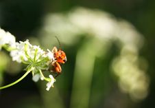 Red Bug On White Flower Royalty Free Stock Images Red Bug On White Flower Royalty Free Stock Images