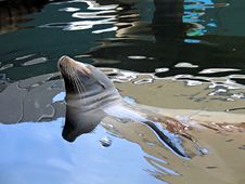 Sea Lion Seal In The Water Royalty Free Stock Images