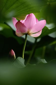 Pink Lotus Royalty Free Stock Image Pink Lotus Royalty Free Stock Image