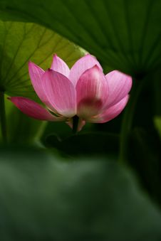 Pink Lotus Royalty Free Stock Image Pink Lotus Royalty Free Stock Image