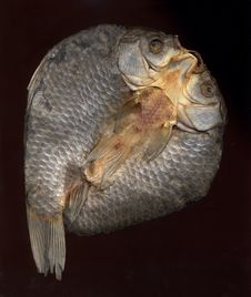 Fish. Dried Eviscerated Fish Is Beer In Russian. Royalty Free Stock Photography Fish. Dried Eviscerated Fish Is Beer In Russian. Royalty Free Stock Photography