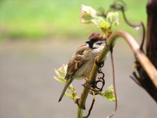 Sparrow Bird Sitting On Branch Stock Photography