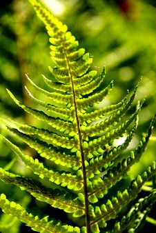 Detail Of A Fern Stock Photos Detail Of A Fern Stock Photos