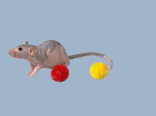 Furless Rat Playing Toys Royalty Free Stock Images