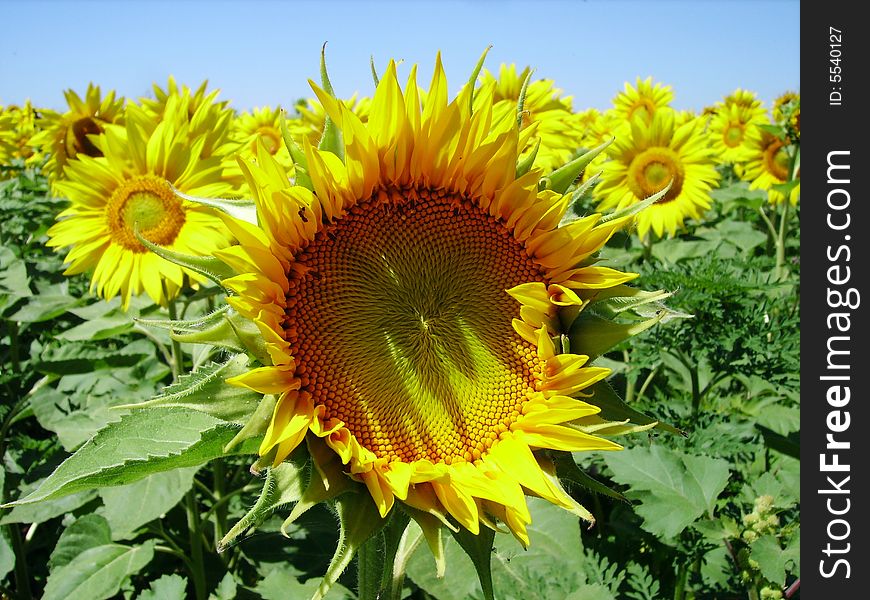 Sunflower big one in close view showing face