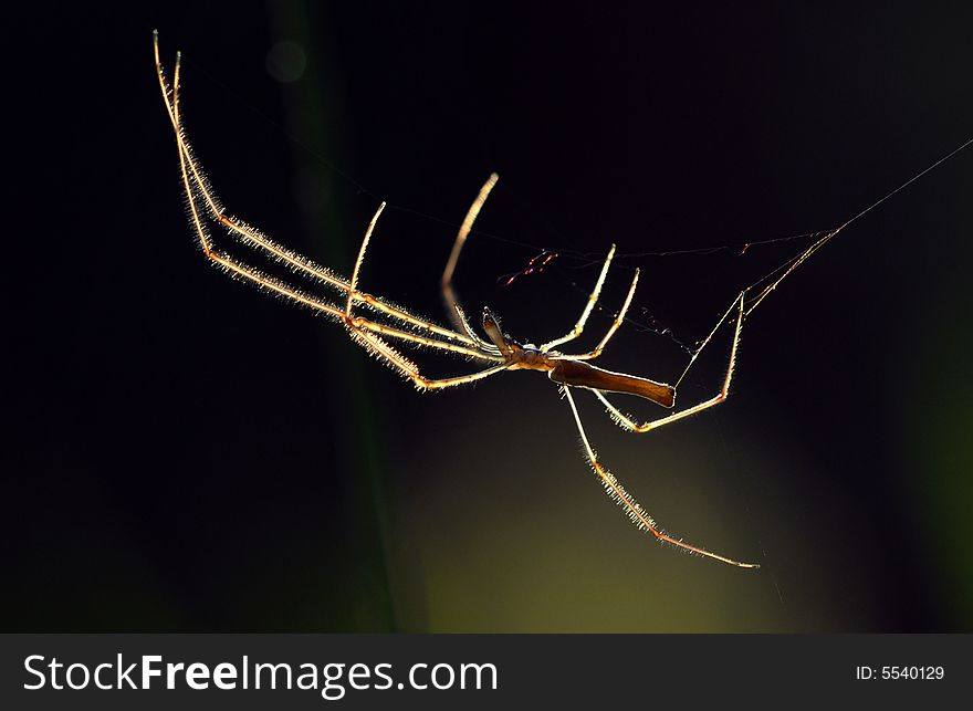 Foot Pilosity Spider
