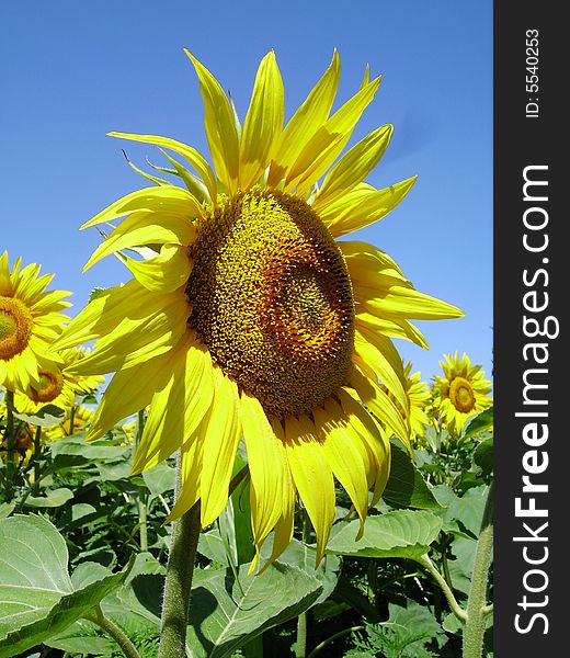 Sunflower big one in close view showing face