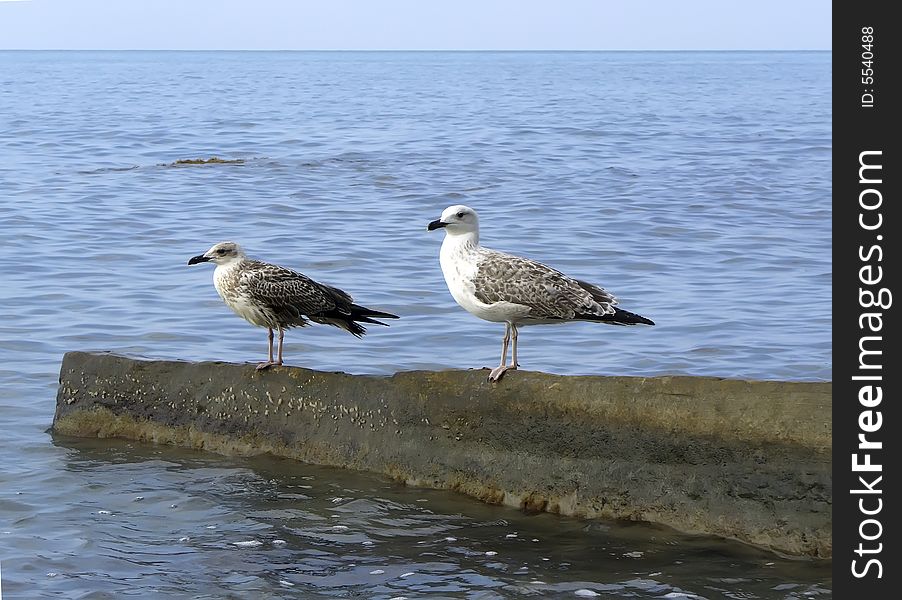 Gulls sitting on the breakwater