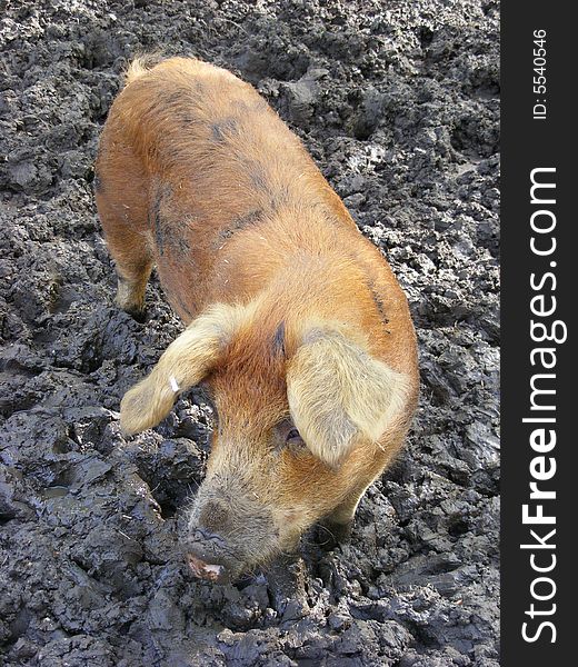 Photo of a pig standing in mud. Photo of a pig standing in mud