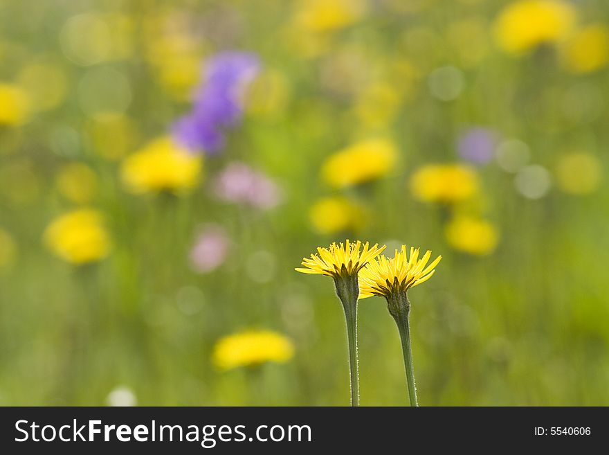 Yellow flowers on colourful meadow background