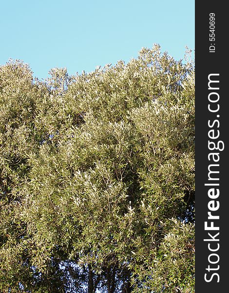 Lush Mediterranean vegetation against blue sky background, with space for text (copyspace)