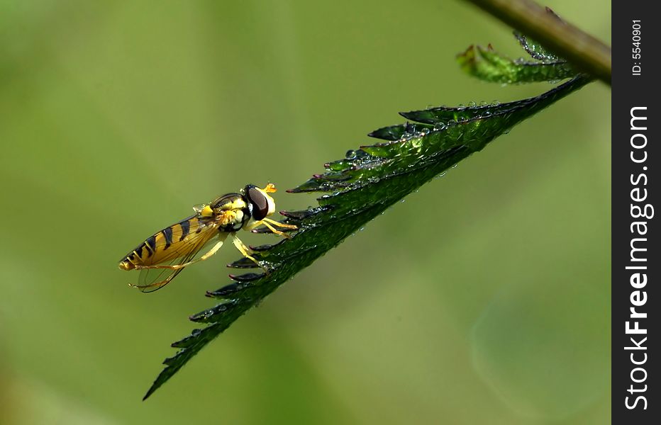 The Musca Is Cleaning Up His Wing