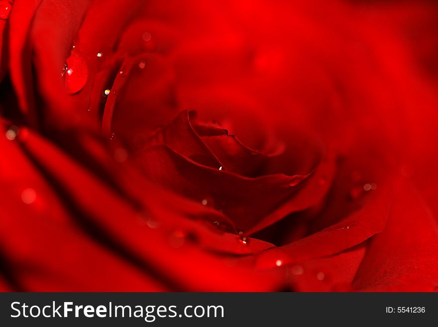 Beautiful red fresh rose with water drops. Beautiful red fresh rose with water drops