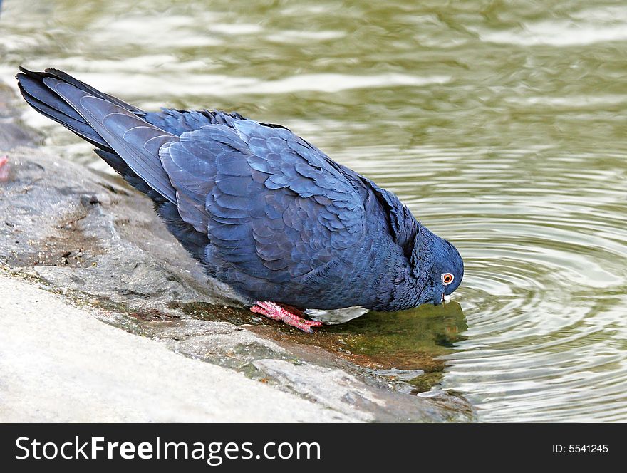 Photo of a drinking pigeon