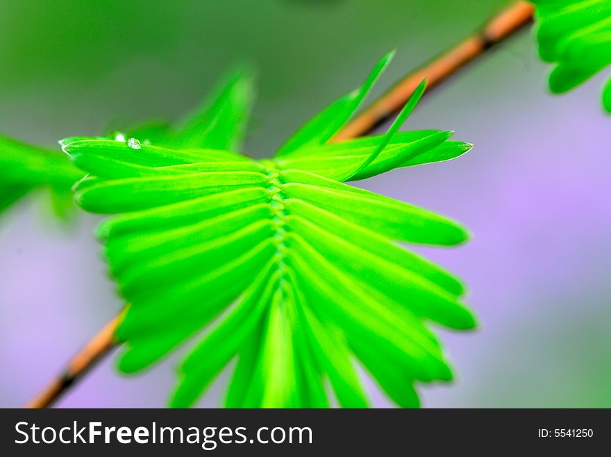 Metasequoia Leaf