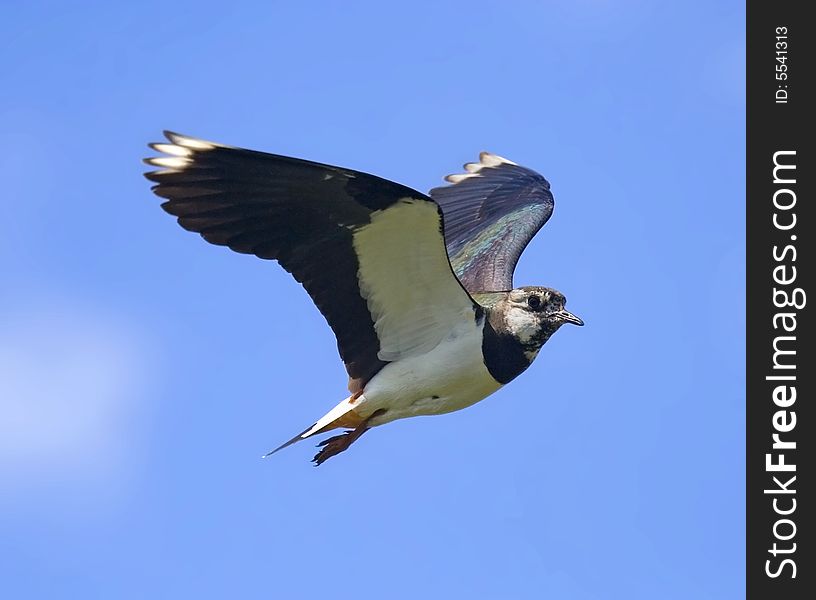 Lapwing in flight over the blue background